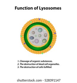 Structure Function Lysosomes Infographics Vector Illustration Stock ...