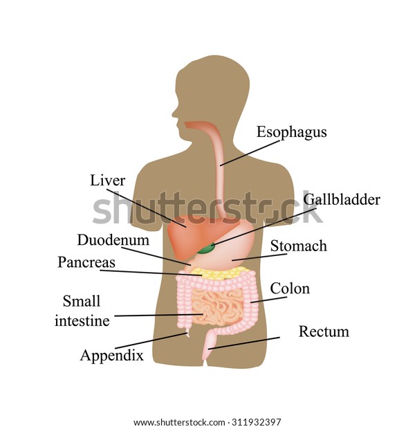 Structure Gastrointestinal Tract Human Anatomy Illustration Stock ...