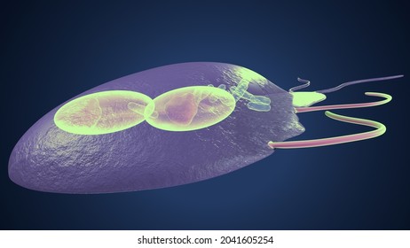 Structure Giardia Duodenalis 3d Illustration Stock Illustration ...