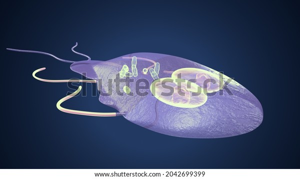 Structure Giardia Duodenalis 3d Illustration Stock Illustration 