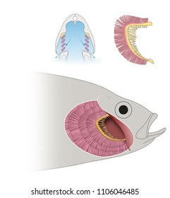 Structure of Gills in Fishes. Respiration