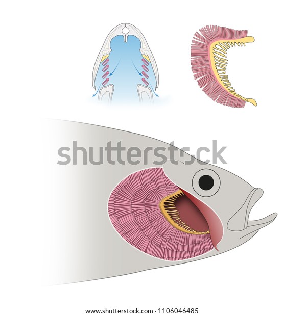 魚のエラの構造 呼吸 のイラスト素材 Shutterstock