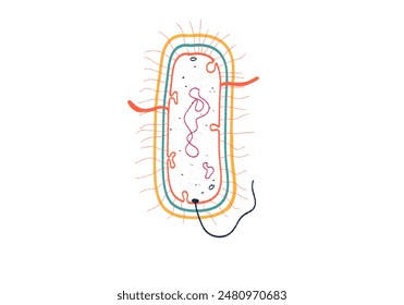 Structure of a Gram negative bacteria