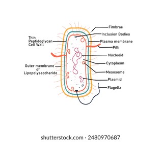 Structure of a Gram negative bacteria