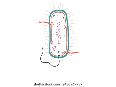 Structure of gram positive bacteria