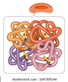 Structure Of The Haemoglobin (hemoglobin) Molecule 