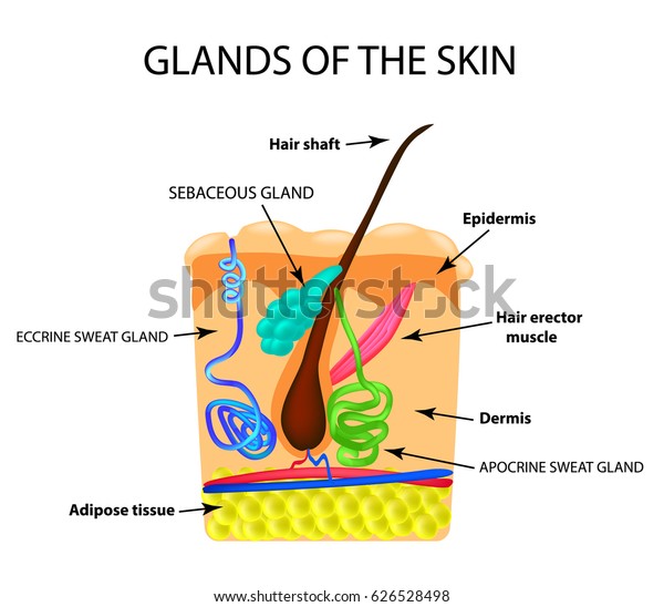 The structure of the\
hair. Sebaceous gland. Sweat gland. Infographics. illustration on\
isolated background.