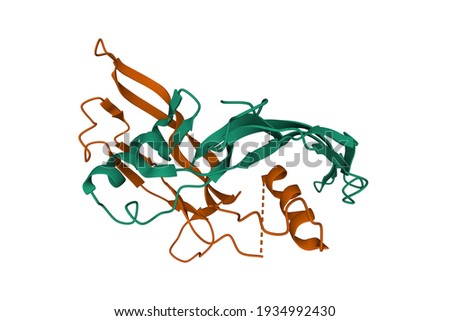 Structure of human activin A homodimer, 3D cartoon model, white background Stock photo © 
