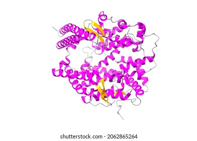 Structure Of Human Angiotensin Converting Enzyme 2 (ACE2). 3D Cartoon Model, Secondary Structure Color Scheme, PDB 1r42, White Background
