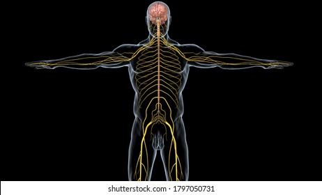 Structure Human Brain Anatomy3d Illustration Stock Illustration 1797050731 Shutterstock Structure Human Brain Anatomy3d Illustration Stock Illustration 1797050731 Shutterstock