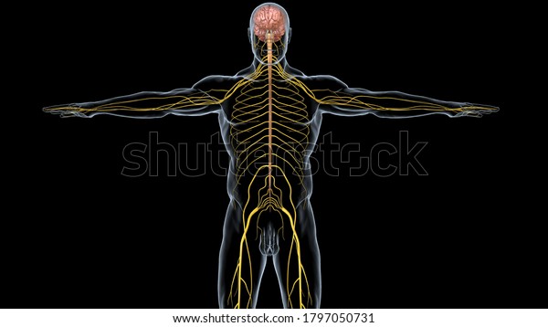 Structure Human Brain Anatomy3d Illustration Stock Illustration 1797050731 Structure Human Brain Anatomy3d Illustration Stock Illustration 1797050731