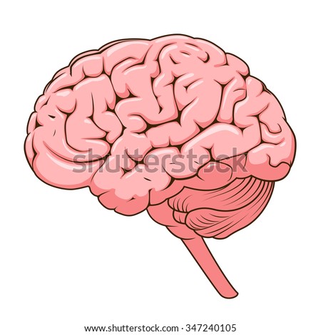 Structure of human brain schematic raster illustration. Medical science educational illustration