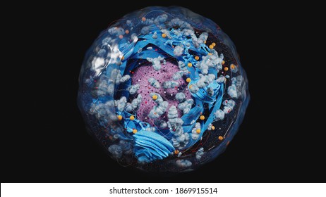 Structure of human cell, anatomy of cell, cellular environment, cellular concept with organelle: nucleus, membrane, mitochondria, Golgi apparatus  3d rendering