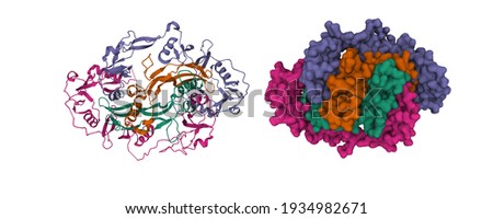 Structure of human follistatin(purple, violet)-activin(brown, green) complex, 3D cartoon and Gaussian surface models, PDB 2b0u, white background Stock photo © 