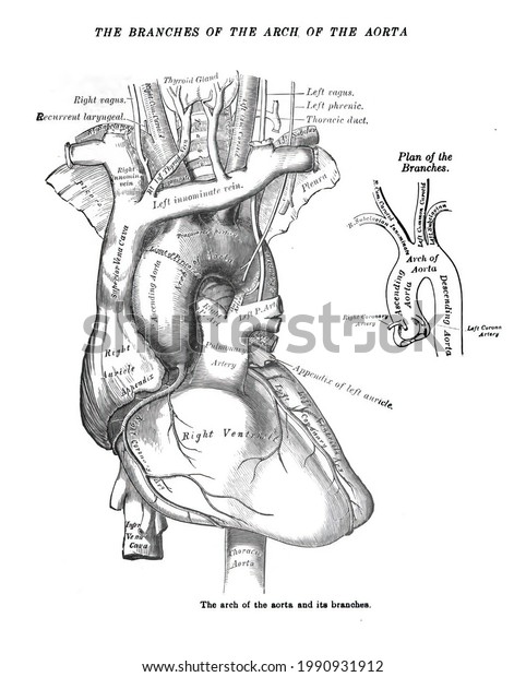 Structure Human Heart Atlas Human Anatomy Stock Illustration 1990931912 ...