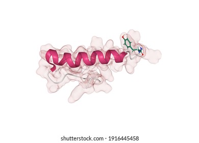 Structure Of Human Hormone Peptide YY (PYY), 3D Combined Cartoon-Gaussian Volume Model, White Background