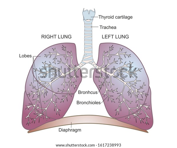 Structure Human Lungs Illustration Shows Trachea Stock Illustration ...