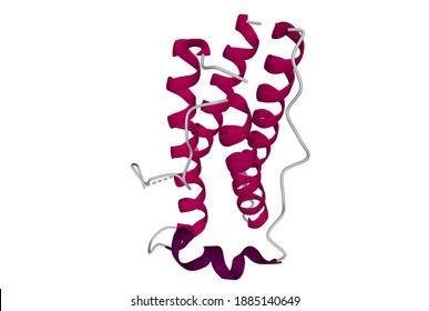 Structure Of The Human Obesity Protein, Leptin. 3D Cartoon Model Isolated, White Background