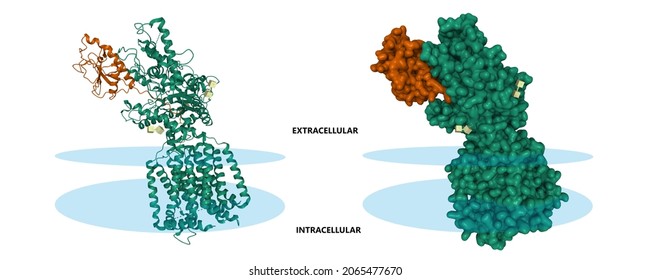 Estructura 1 homólogo (verde)