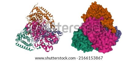 Structure of the human pyruvate dehydrogenase tetramer. 3D cartoon and Gaussian surface models, PDB 1ni4, white background.	 Stock photo © 