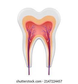 287 Crown neck root tooth Images, Stock Photos & Vectors | Shutterstock