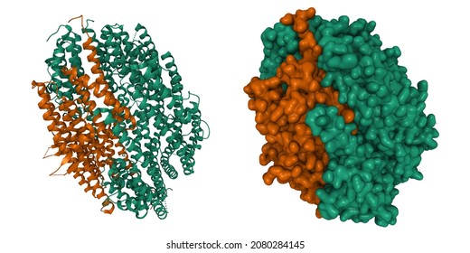 Structure of human translin (green)-TRAX (brown) complex. 3D cartoon and Gaussian surface models, PDB 3pja, white background