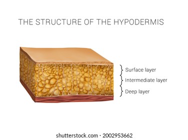 the structure of the hypodermis