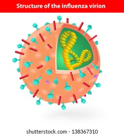 Structure Of The Influenza Virion. Virus