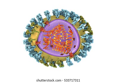 Structure Of Influenza Virus. 3D Illustration Showing Surface Glycoprotein Spikes Hemagglutinin Blue And Neuraminidase Green, M2 Protein Red, Capsid Made Of M1 Protein Purple And 8 Fragments Of RNA