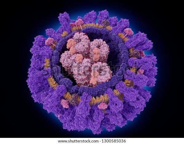 Structure of the influenza virus\
hemagglutinin\
(violet), neuraminidase (magenta), M2 proton channel, M1 protein\
capsid (dark violet), ribonucleoprotein particles with RNA\
polymerase. 3d\
rendering