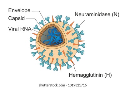 452 Neuraminidase Images, Stock Photos & Vectors | Shutterstock