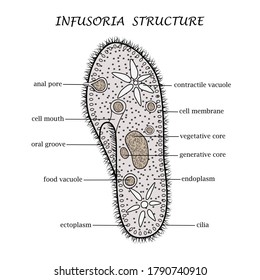 Structure Infusoria Ciliates Raster Illustration Layout Stock ...