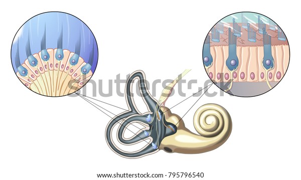 Structure of inner\
ear