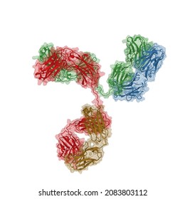 Structure Of An Intact IgG Antibody. The Molecule Was Rendered In 3D As A Molecular Surface With Ribbon Representation Inside. Antibodies Are Produced In Response To Pathogens Like Bacteria Or Viruses