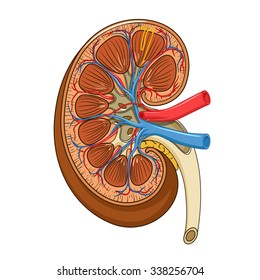 Structure of the kidney medical raster illustration. Science medical educational material