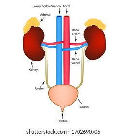 Structure Kidneys Bladder Excretory System Infographics Stock ...