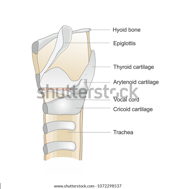 Structure Larynx Larynx Made Different Cartilages Stock Illustration ...