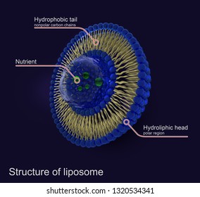 Struktur der Liposomen