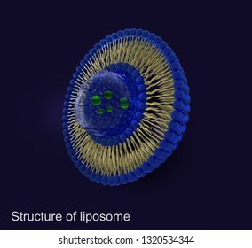 Structure Of Liposomes