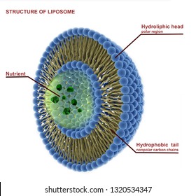 Struktur der Liposomen