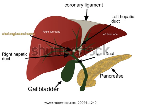 Structure Liver Gallbladder Pancreas Name Organ Stock Illustration ...