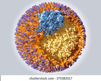 Structure of a low density lipoprotein (LDL)
protein ApoB 100 (blue), phospholipids (orange with a blue cap), cholesterol (orange with a violet cap), triglycerides and cholesteryl esters (yellow)