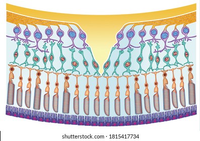 Structure Of The Macula, In This Illustration We Can See That The Macula Is A Small Area Of The Retina, Located At The Back Of The Eye, This Allows Us To See Fine Details Clearly.