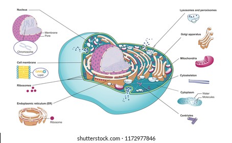 Structure of a mammalian cell with cellular organelles. Inside the cell membrane are nucleus, mitochondria, Golgi apparatus, rough and smooth endoplasmic reticulum and cytoplasm.