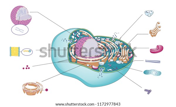 細胞小器官を有する哺乳類細胞の構造 細胞膜内には核 ミトコンドリア ゴルジ装置 粗面小胞体及び細胞質が存在する のイラスト素材