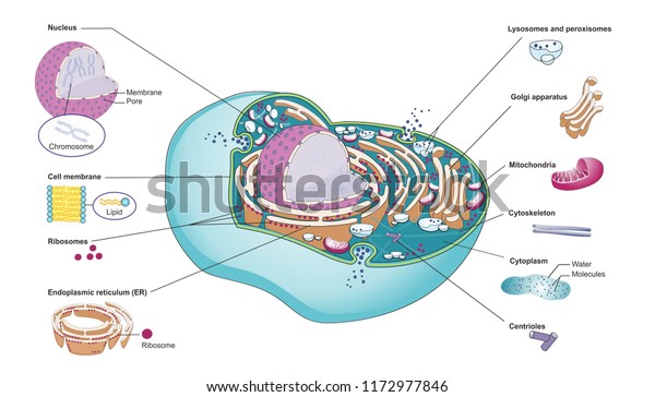 Structure of\
a mammalian cell with cellular organelles. Inside the cell membrane\
are nucleus, mitochondria, Golgi apparatus, rough and smooth\
endoplasmic reticulum and\
cytoplasm.