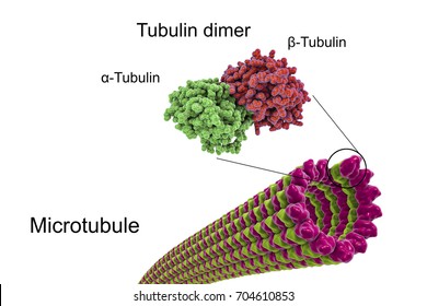 Microtubules Images, Stock Photos & Vectors | Shutterstock