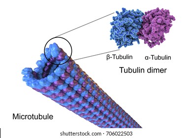 Microtubule Images Stock Photos Vectors Shutterstock