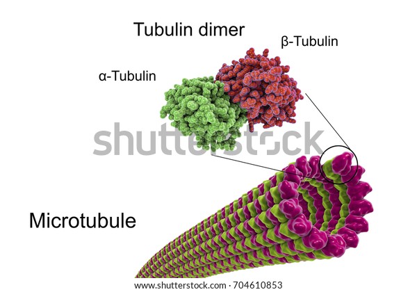 Structure Microtubule 3d Illustration Microtubule Composed Stock ...