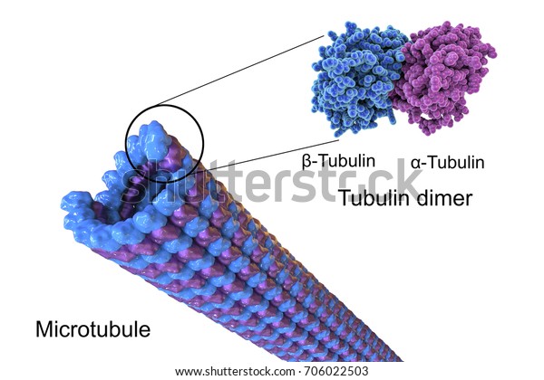 微小管の構造 3dイラスト 微小管は タンパク質チューブリンから構成され 細胞内輸送 細胞移動性 核分裂に関与する細胞骨格の成分である のイラスト素材